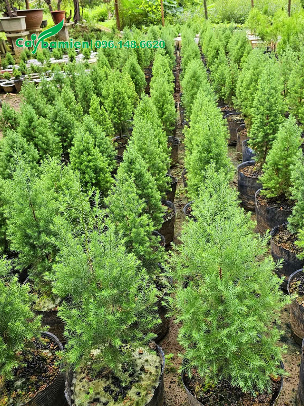 Cây giống đều và đẹp, chiều cao khoảng 40cm