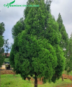 Vườn cây hoàng đàn ở Lạng Sơn