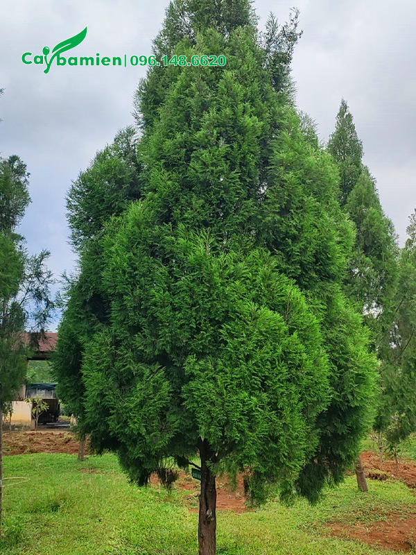 Vườn cây hoàng đàn ở Lạng Sơn