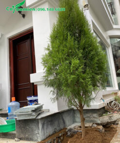 Trồng cây hoàng đàn cao 2.5m trước nhà biệt thự