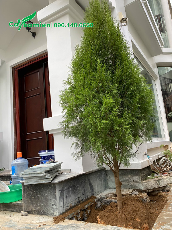 Trồng cây hoàng đàn cao 2.5m trước nhà biệt thự