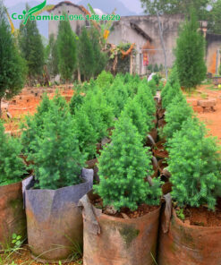 Hình ảnh của cây giống hoàng đàn tuyết Lạng Sơn