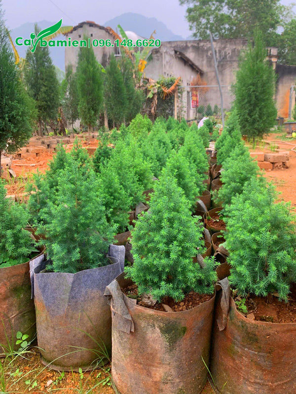 Hình ảnh của cây giống hoàng đàn tuyết Lạng Sơn