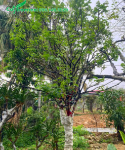 Cây Hồng Ngâm cổ thụ đã dâm ủ thời gian dài