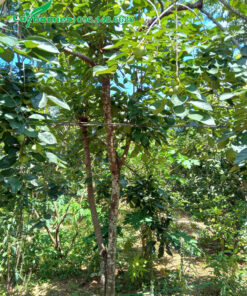 Cây bắt đầu ra quả xanh