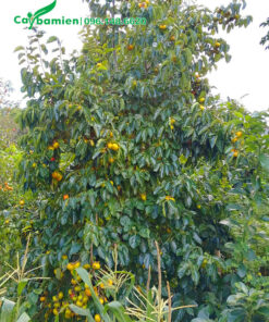 Cây Hồng Ngâm trưởng thành quả đang bắt đầu chín