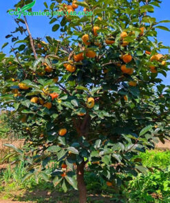 Cây Hồng Giòn Đà Lạt quả bắt đầu chín