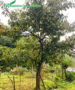 Cây Hồng Ngâm lâu năm cao hơn 3m, dáng đẹp