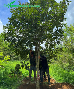 Đánh bầu cây hồng ngâm vanh 50cm