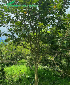 Vườn cây Hồng Ngâm công trình cao 2.5 - 3m