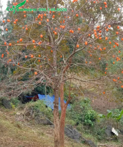 Hồng Ngâm cổ thụ trên cành treo nguyên quả