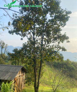 Cây trồng nhiều năm chiều cao 5 - 6m