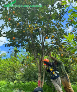 Bứng cây hồng ngâm sẵn quả vanh 35 - 40cm