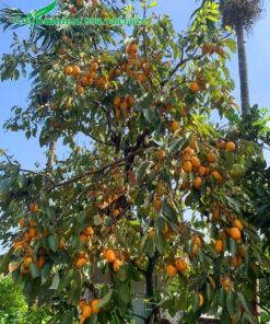 Quả hồng ngâm sai trĩu, chín vàng trên cây