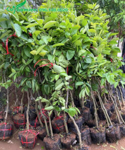 Hồng Ngâm giống nguyên bầu