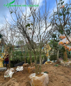 Bọc bầu cẩn thận cho cây hồng ngâm lâu năm đường kính gốc 15 - 18cm