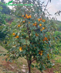 Hồng Ngâm cao hơn 1m quả đã sai trĩu cành