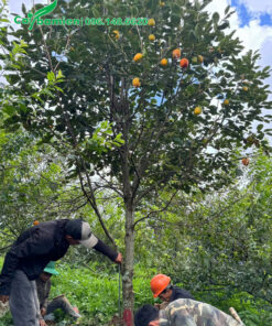 Bứng bầu cây hồng ăn quả đường kính gốc 10cm