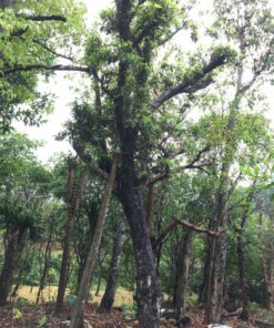 Cây hồng xiêm lâu năm