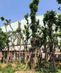 Hồng xiêm dâm ủ lâu năm