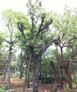 Dâm ủ hồng xiêm