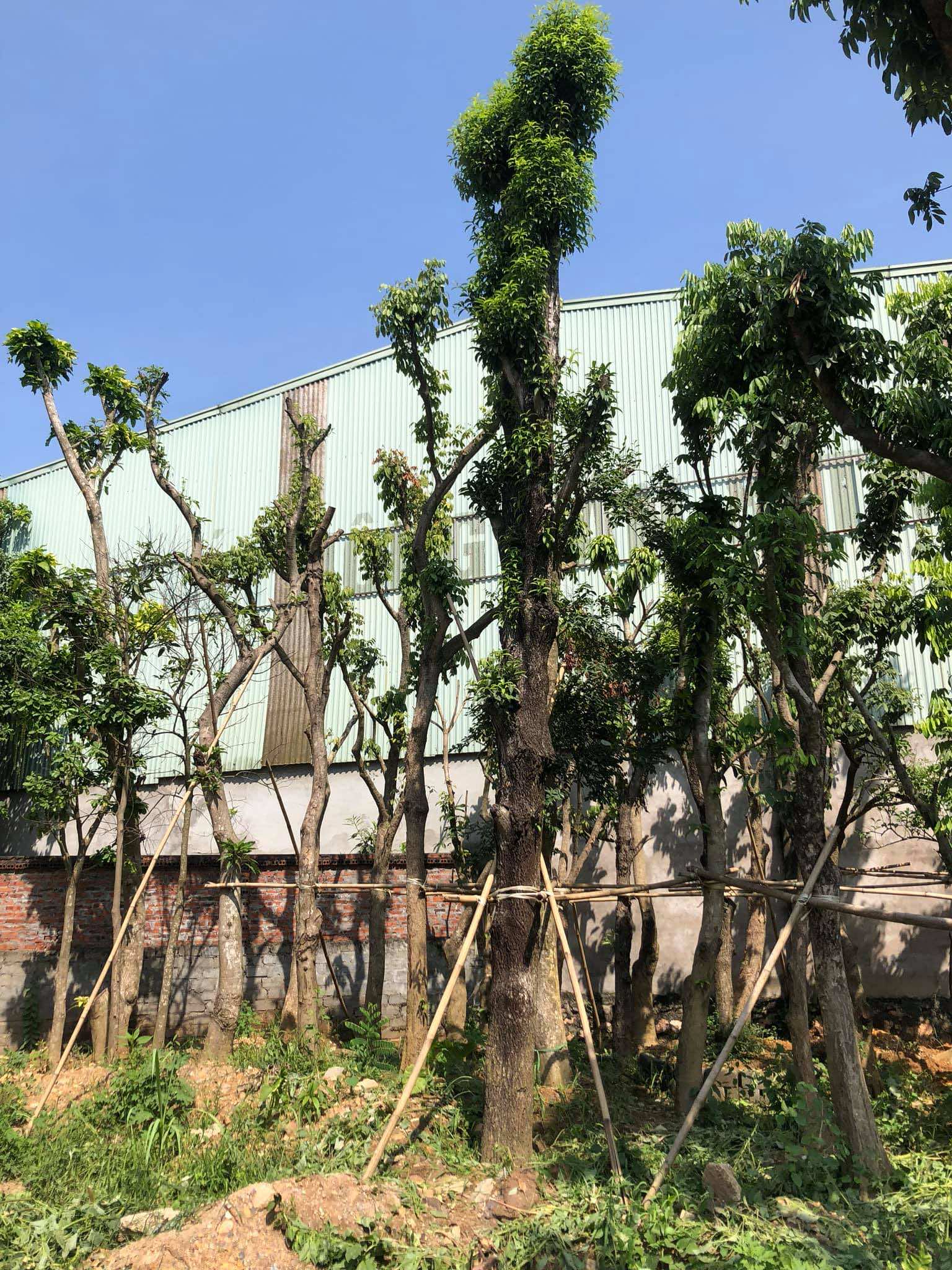 Hồng xiêm dâm ủ lâu năm