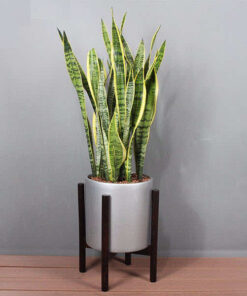 Cây lưỡi hổ đẹp