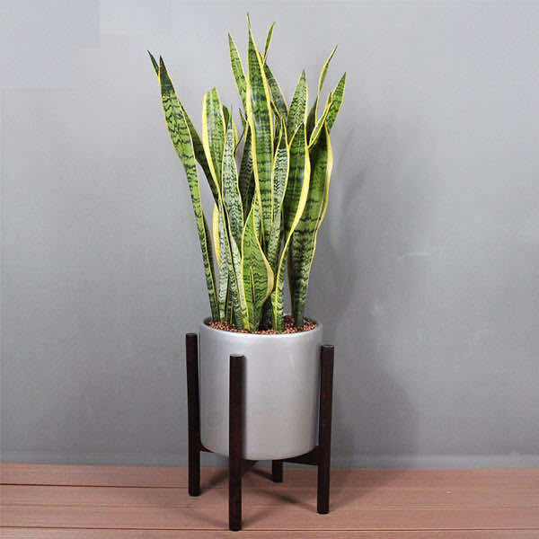 Cây lưỡi hổ đẹp