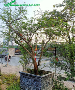 Chậu cây Lựu cảnh, đang ra hoa