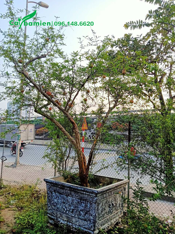 Chậu cây Lựu cảnh, đang ra hoa