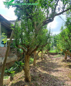 Dưỡng cây Lựu số lượng lớn