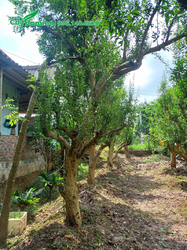 Dưỡng cây Lựu số lượng lớn