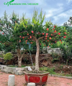 Cây Lựu trồng trong chậu cảnh lục giác, đk gốc 12cm