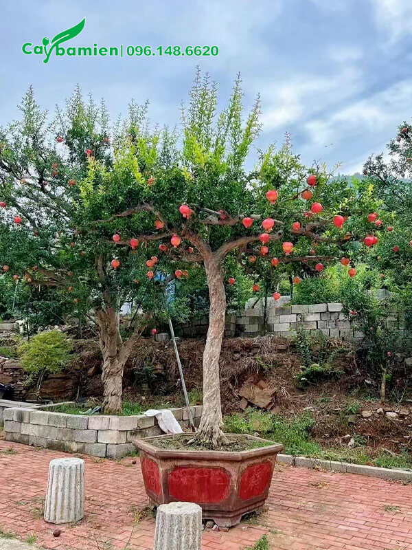 Cây Lựu trồng trong chậu cảnh lục giác, đk gốc 12cm