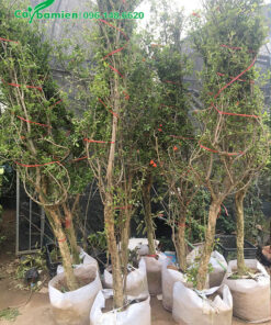 Bán cây Lựu đang sẵn hoa, đk 5 - 8cm