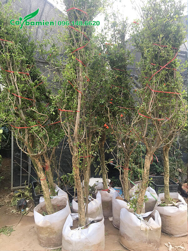 Bán cây Lựu đang sẵn hoa, đk 5 - 8cm