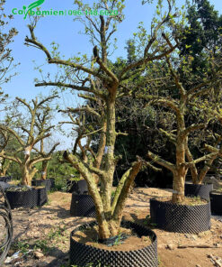 Đốn cành và tạo dáng co cây Lưu cổ thụ đkm gốc 20cm