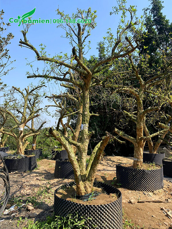 Đốn cành và tạo dáng co cây Lưu cổ thụ đkm gốc 20cm