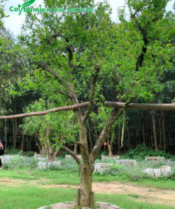 Trồng cây Lựu công trình, cao 2m, đk 18cm