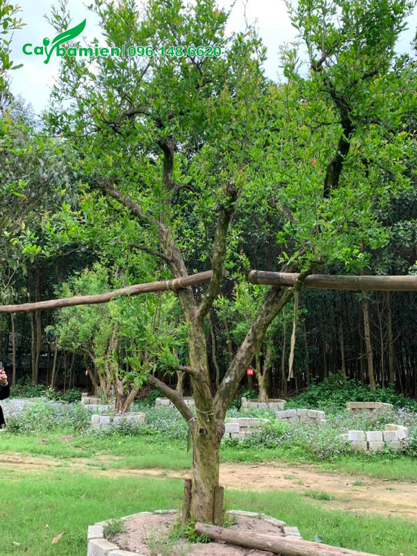 Trồng cây Lựu công trình, cao 2m, đk 18cm