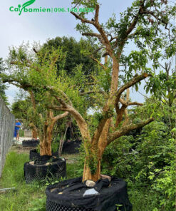 Mua cây Lựu gốc khủng, đk 30cm