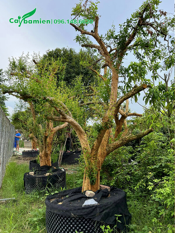 Mua cây Lựu gốc khủng, đk 30cm