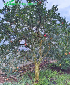 Trồng vườn Lựu chuyên canh lâu năm, đk gốc 15cm