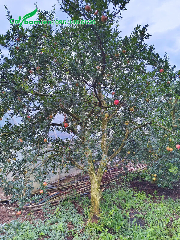 Trồng vườn Lựu chuyên canh lâu năm, đk gốc 15cm