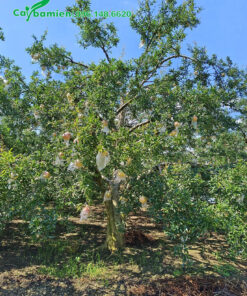 Cây Lựu tại vườn chuyên canh