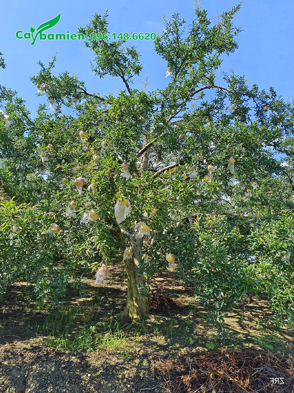 Cây Lựu tại vườn chuyên canh