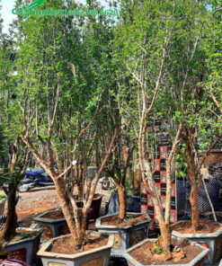 Cây Lựu ăn quả trồng sẵn trong chậu cảnh