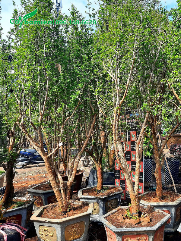 Cây Lựu ăn quả trồng sẵn trong chậu cảnh