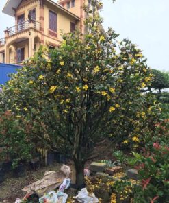 Cây mai tứ quý nở hoa