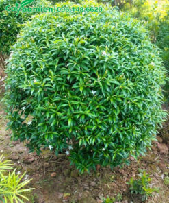 Cây lâu năm, đang cuối mùa hoa, chuẩn bị cắt tỉa